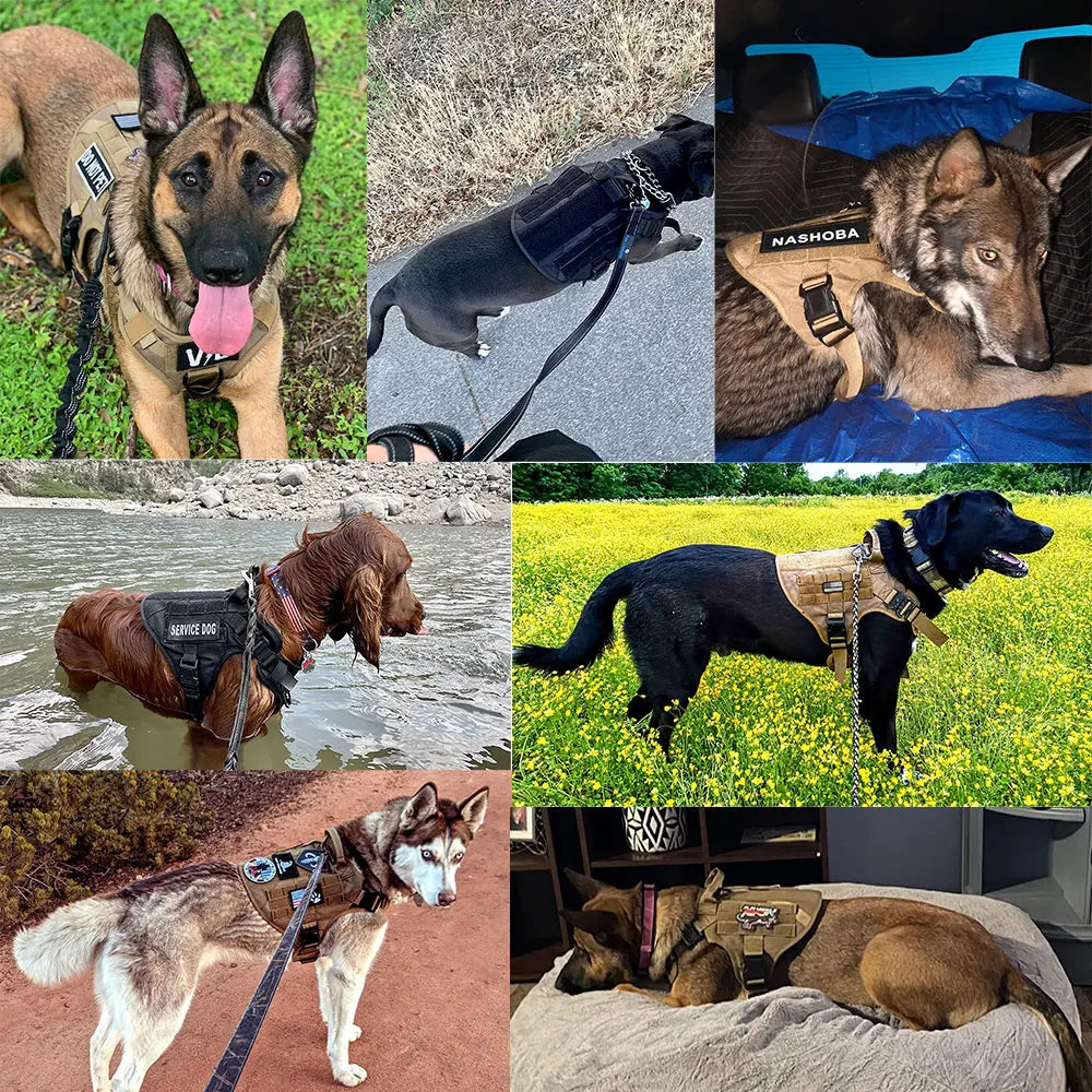 Harnais Tactique Anti-Traction et Robuste pour chien -Héritage Canin